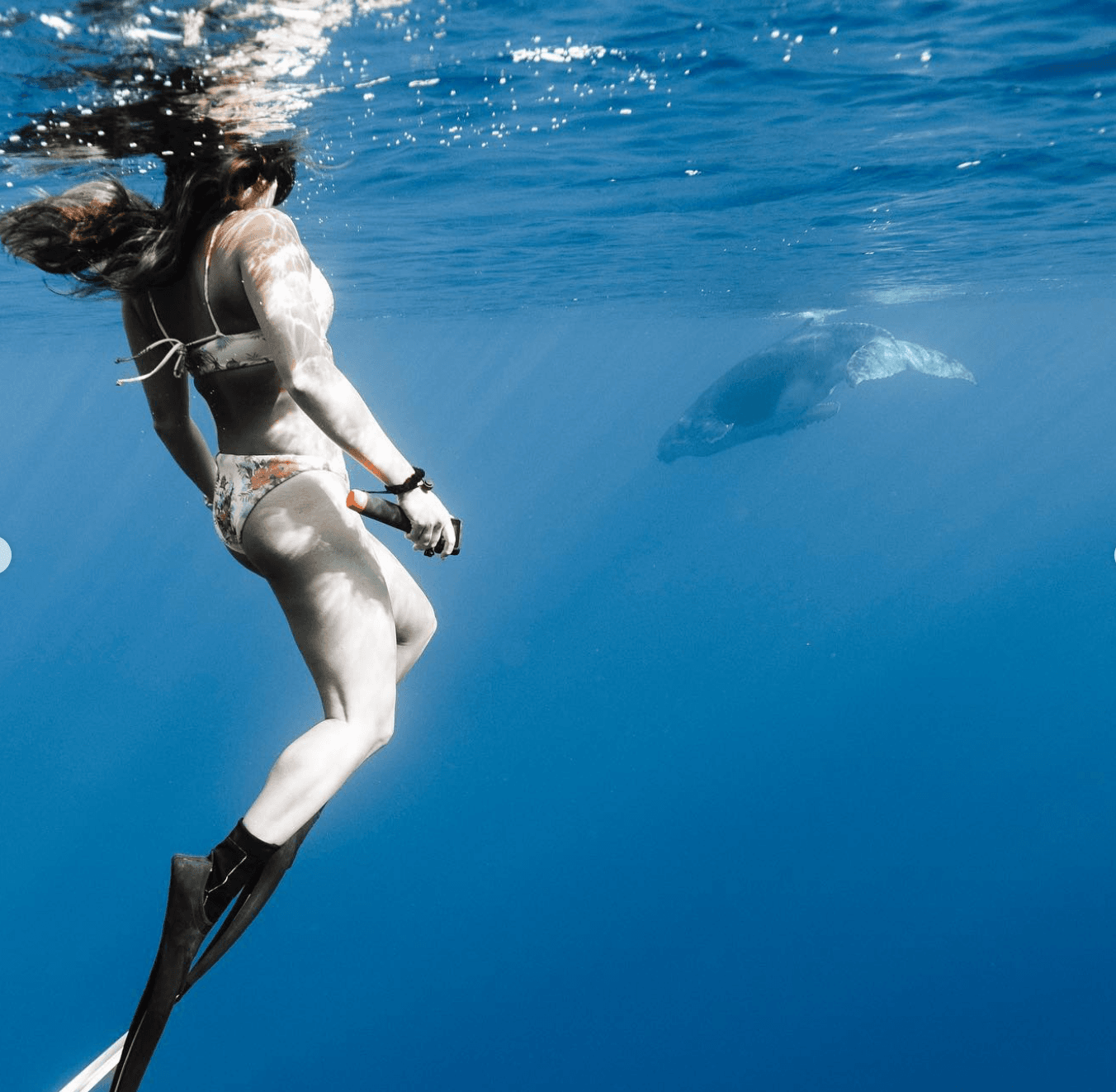 Swim with humpback whales